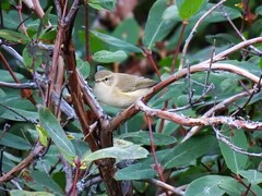 Chiffchaff (Phylloscopus collybita)