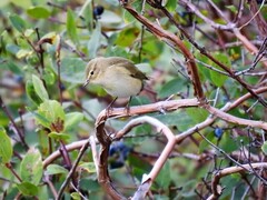 Chiffchaff (Phylloscopus collybita)