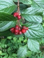 Bulkemispel (Cotoneaster bullatus)