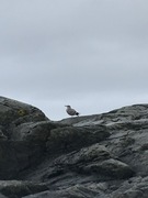 Mew Gull (Larus canus)