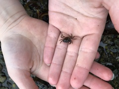 Strandkrabbe (Carcinus maenas)