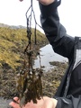 Blæretang (Fucus vesiculosus)