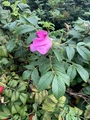 Rynkerose (Rosa rugosa)