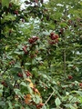 Bulkemispel (Cotoneaster bullatus)