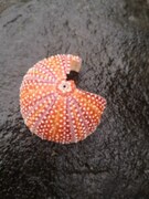 Sea urchins (Echinoidea)