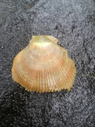Stort kamskjell (Pecten maximus)