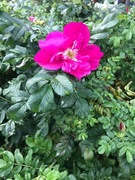 Rynkerose (Rosa rugosa)