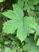Sycamore (Acer pseudoplatanus)