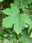 Platanlønn (Acer pseudoplatanus)