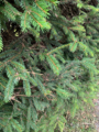 Sitkagran (Picea sitchensis)