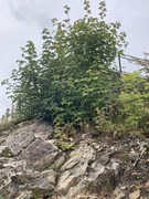 Sycamore (Acer pseudoplatanus)