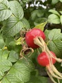 Rynkerose (Rosa rugosa)