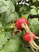 Rynkerose (Rosa rugosa)