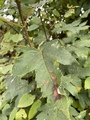 Platanlønn (Acer pseudoplatanus)