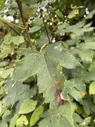 Sycamore (Acer pseudoplatanus)