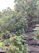 Rosebær (Rubus odoratus)