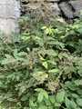 Kjempebjørnekjeks (Heracleum mantegazzianum)