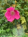 Rynkerose (Rosa rugosa)