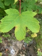 Sycamore (Acer pseudoplatanus)