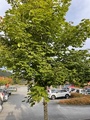 Platanlønn (Acer pseudoplatanus)