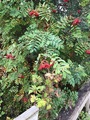 Rognspirea (Sorbaria sorbifolia)