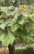 Platanlønn (Acer pseudoplatanus)