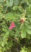 Rynkerose (Rosa rugosa)