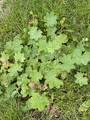 Praktmarikåpe (Alchemilla mollis)