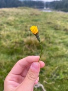 Føllblom (Scorzoneroides autumnalis)