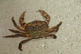 Strandkrabbe (Carcinus maenas)