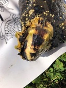 Dypøsters (Crassostrea gigas)
