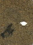 Strandkrabbe (Carcinus maenas)