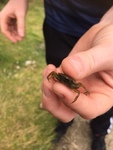 Strandkrabbe (Carcinus maenas)