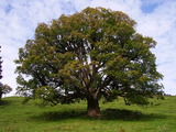 Platanlønn (Acer pseudoplatanus)