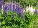 Hagelupin (Lupinus polyphyllus)