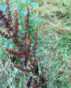 Hagelupin (Lupinus polyphyllus)