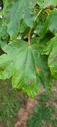 Platanlønn (Acer pseudoplatanus)