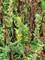 Fagerfredløs (Lysimachia punctata)