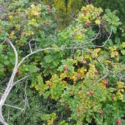 Rynkerose (Rosa rugosa)