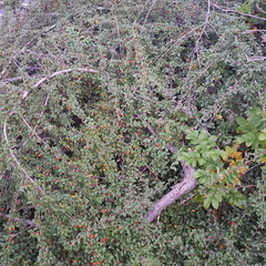 Krypmispel (Cotoneaster horizontalis)