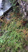 Krypmispel (Cotoneaster horizontalis)