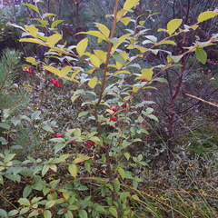 Bulkemispel (Cotoneaster bullatus)