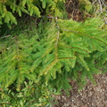 Sitkagran (Picea sitchensis)