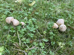 Poresoppordenen (Polyporales)