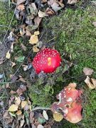 Rød fluesopp (Amanita muscaria)