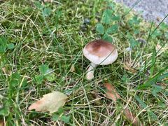 Skivesoppordenen (Agaricales)