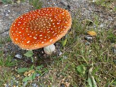 Rød fluesopp (Amanita muscaria)