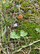 Skivesoppordenen (Agaricales)