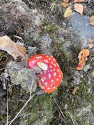 Rød fluesopp (Amanita muscaria)