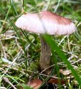 Skivesoppordenen (Agaricales)